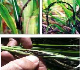 Sugarcane diseases and their management