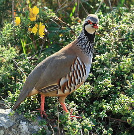 Perdiu , perdiz , alectoris rufa