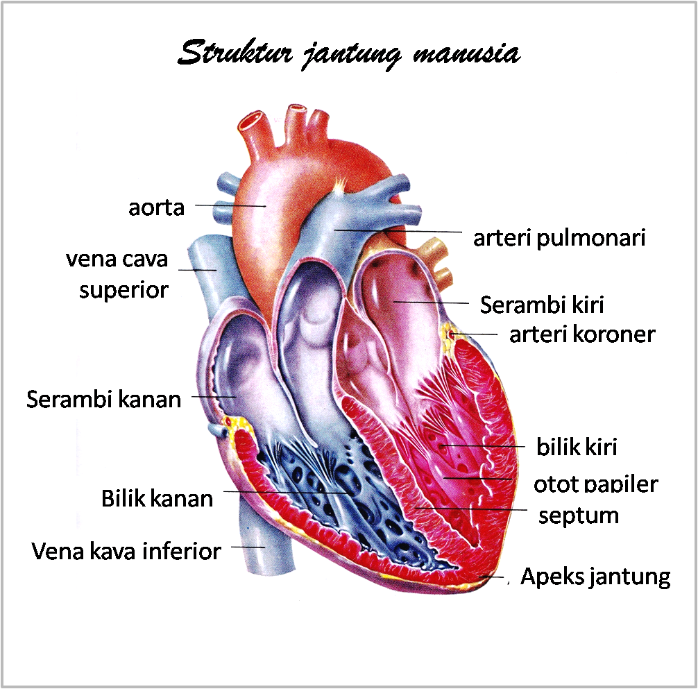 28+ [Gambar Sketsa Jantung Manusia]  Wikigambar.com