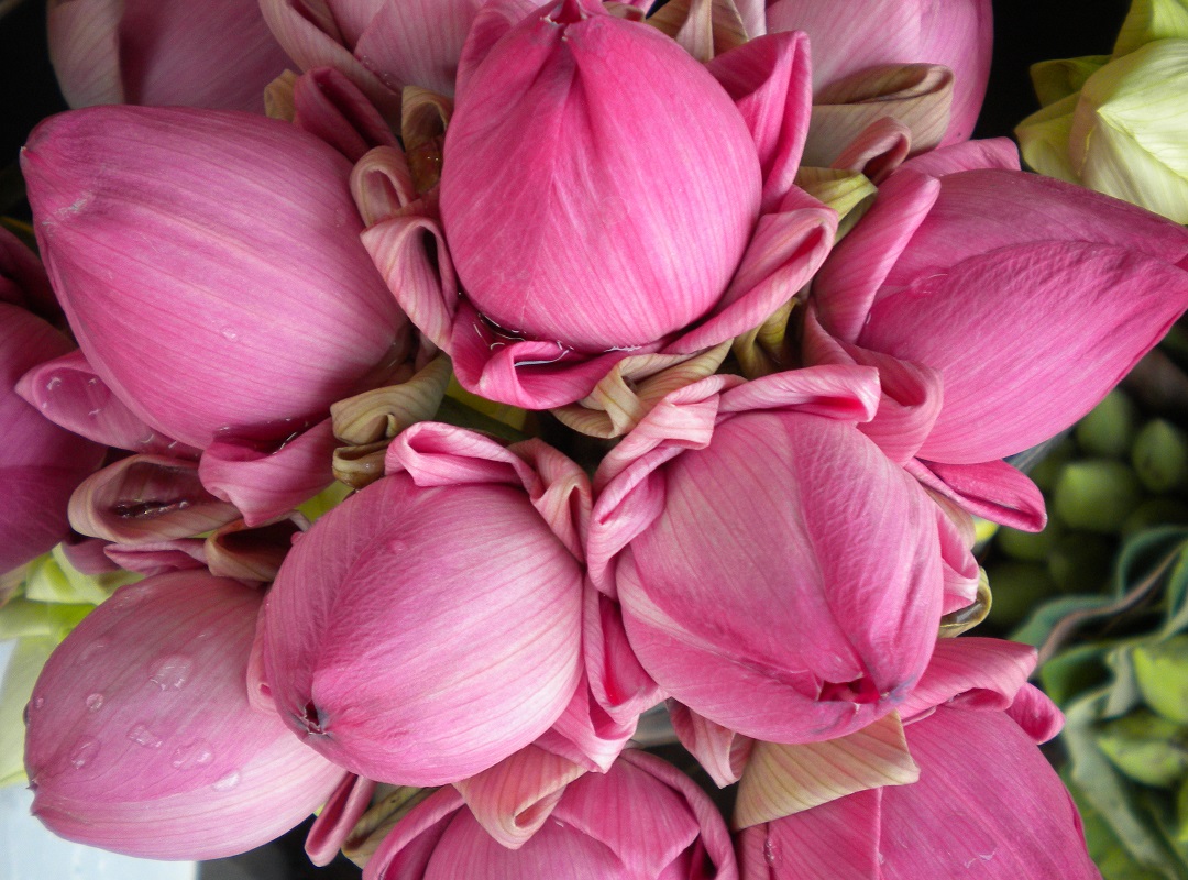 লাল পদ্ম ফুলের ছবি -পদ্ম ফুলের ছবি, পিকচার ডাউনলোড - Lotus flower NeotericIT.com