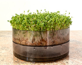 Micro greens - cress sprouts front shot