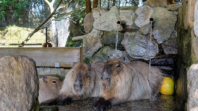 長崎バイオパーク カピバラ風呂