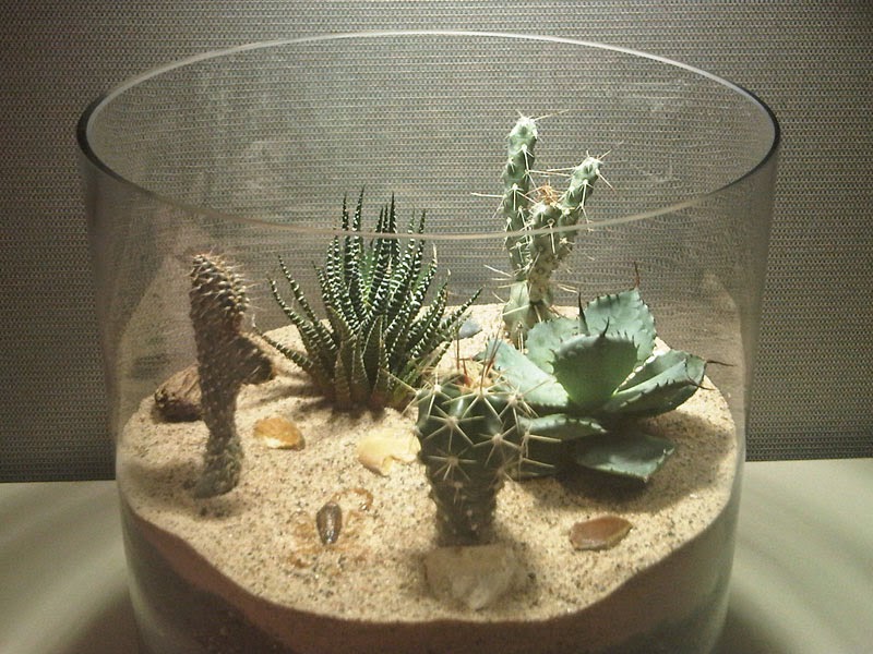 Terrarium Indonesia PENGETAHUAN DASAR TERRARIUM