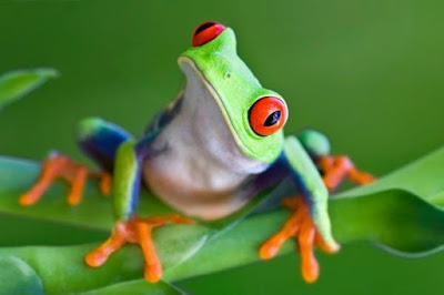 amphibians photos gallery 