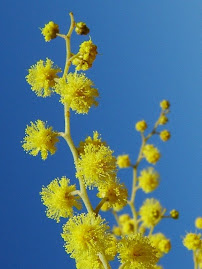 Você é tão linda como essa flor