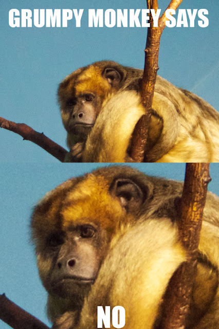 Grumpt monkey meme. Tammy Sue Allen Photography - Lincoln Park Zoo, Chicago.