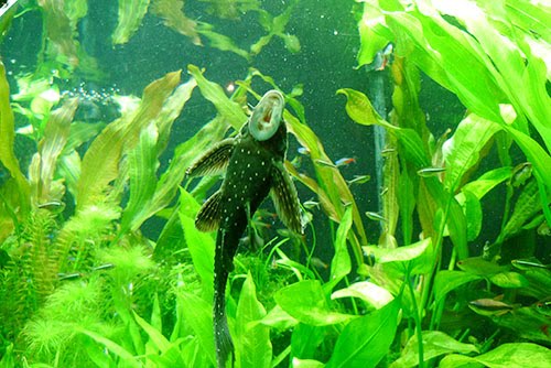 Algae Eating Fish. If you have an algae eater,