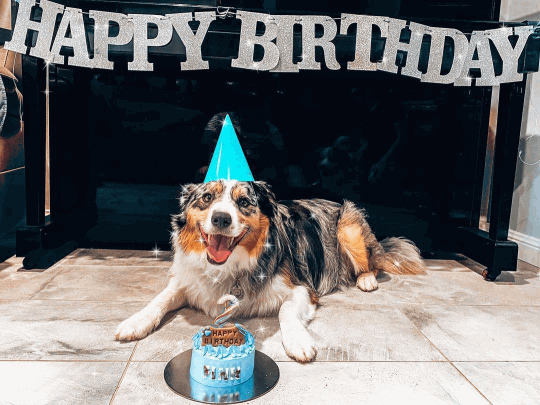 Happy Birthday GIF Funny Dog