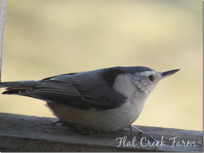 nuthatch