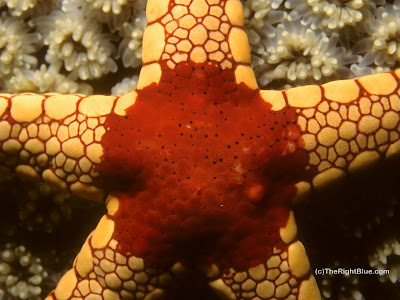 Sea Star (Fromia monilis)
