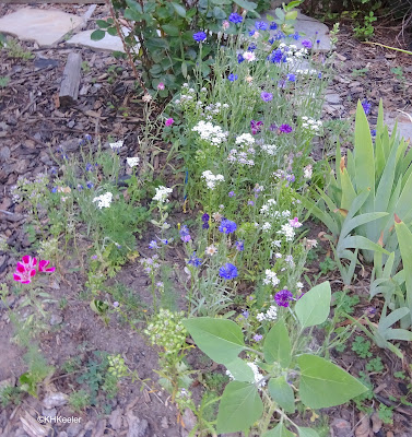 garden flowers