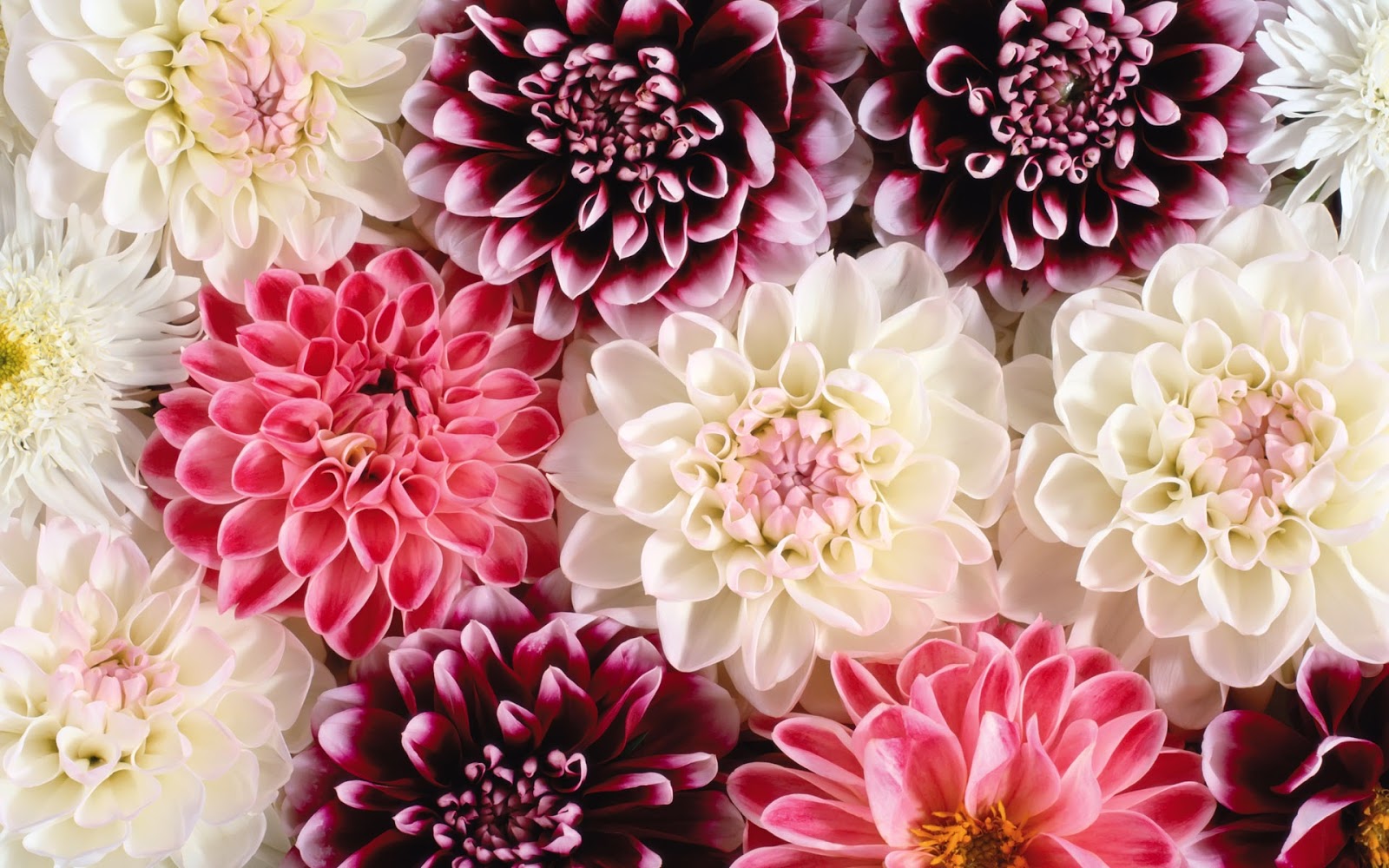  dahlia flower wallpaper 