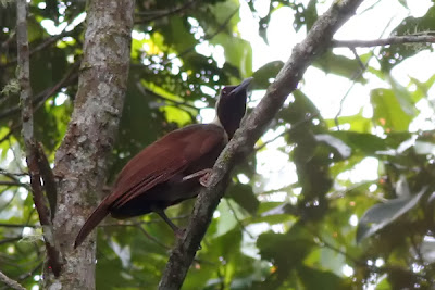 Emperor Bird of Paradise, Paradisaea Guiliemi,Bird of paradise, Paradisaeidae Family., 