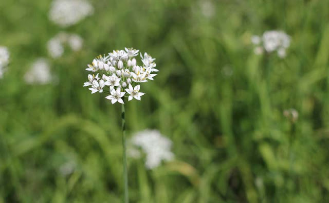 Garlic Chives Flowers Pictures