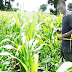 FG trains 120 cassava farmers in pest control