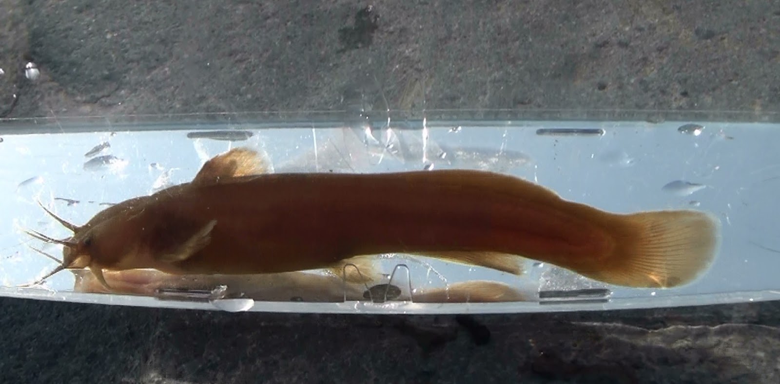 東京淡水魚図鑑 アカザ アカザ科アカザ属