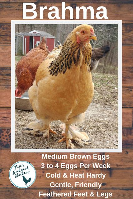 Brahmas are beautiful chickens with feathered feet and legs and a gentle personality that fits the needs of a family flock.