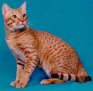 Ocicat Breed Photo