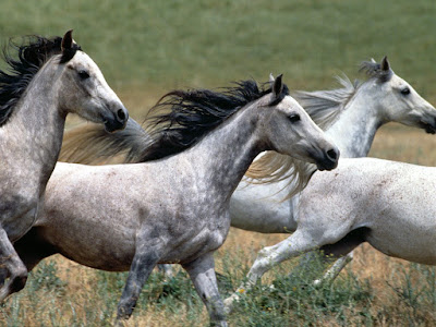 Manada de caballos galopando por la pradera