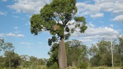 Bottle Tree