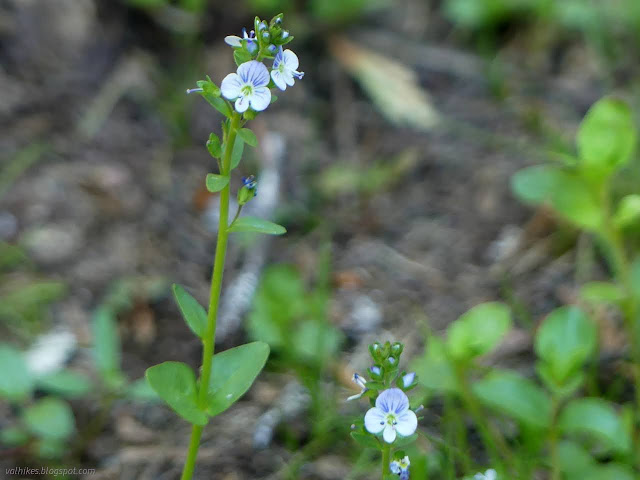 51: white flowers with blue lines