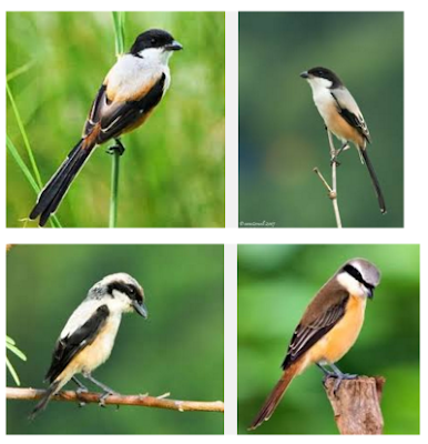 Cara Beternak Burung Cendet