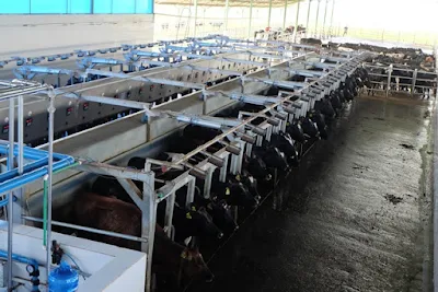 Khu vực vắt sữa bò theo công nghệ tự động