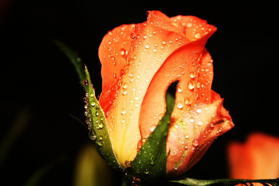 A yellow rose with red tips.