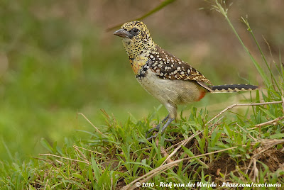 Usambiro Barbet