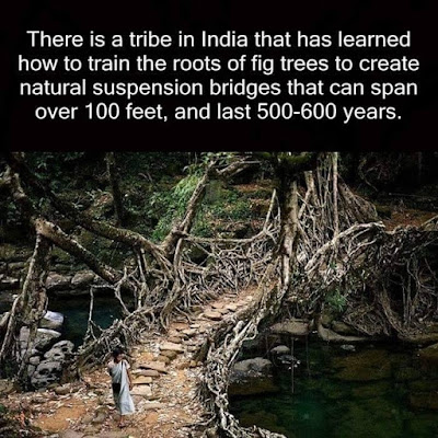 http://inhabitat.com/extraordinary-living-bridges-are-made-of-growing-roots-and-vines/