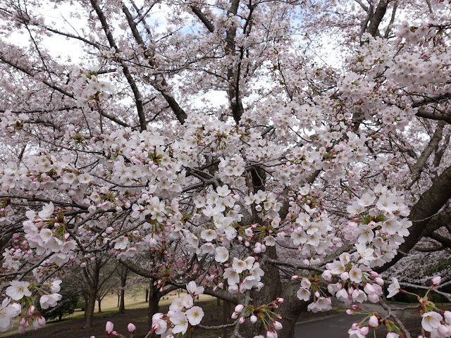 とっとり花回廊　桜の広場　九分咲のソメイヨシノ桜