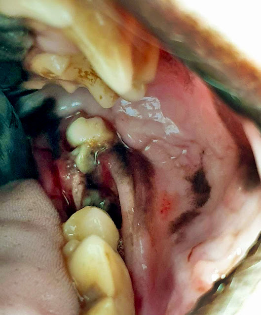 fractura de mandíbula canino