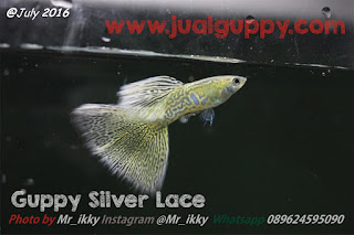 Jual Guppy Silver Lace,  Harga Guppy Silver Lace,  Toko Guppy Silver Lace,  Diskon Guppy Silver Lace,  Beli Guppy Silver Lace,  Review Guppy Silver Lace,  Promo Guppy Silver Lace,  Spesifikasi Guppy Silver Lace,  Guppy Silver Lace Murah,  Guppy Silver Lace Asli,  Guppy Silver Lace Original,  Guppy Silver Lace Jakarta,  Jenis Guppy Silver Lace,  Budidaya Guppy Silver Lace,  Peternak Guppy Silver Lace,  Cara Merawat Guppy Silver Lace,  Tips Merawat Guppy Silver Lace,  Bagaimana cara merawat Guppy Silver Lace,  Bagaimana mengobati Guppy Silver Lace,  Ciri-Ciri Hamil Guppy Silver Lace,  Kandang Guppy Silver Lace,  Ternak Guppy Silver Lace,  Makanan Guppy Silver Lace,  Guppy Silver Lace Termahal,  Adopsi Guppy Silver Lace,  Jual Cepat Guppy Silver Lace,  Kreatif Guppy Silver Lace,  Desain Guppy Silver Lace,  Order Guppy Silver Lace,  Kado Guppy Silver Lace,  Cara Buat Guppy Silver Lace,  Pesan Guppy Silver Lace,  Wisuda Guppy Silver Lace,  Ultah Guppy Silver Lace,  Nikah Guppy Silver Lace,  Wedding Guppy Silver Lace,  Flanel Guppy Silver Lace,  Special Guppy Silver Lace,  Suprise Guppy Silver Lace,  Anniversary Guppy Silver Lace,  Moment Guppy Silver Lace,  Istimewa  Guppy Silver Lace,  Kasih Sayang  Guppy Silver Lace,  Valentine  Guppy Silver Lace,  Tersayang Guppy Silver Lace,  Unik Guppy Silver Lace, 