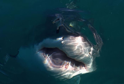 Shark Seen On www.coolpicturegallery.us