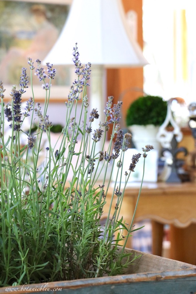 French Lavender in Rustic Blue Box