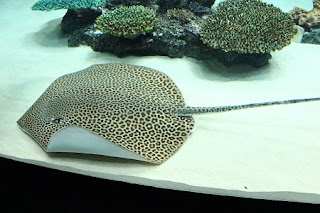 Leopard whipray