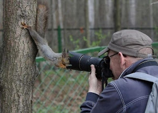 Funny Squirrel