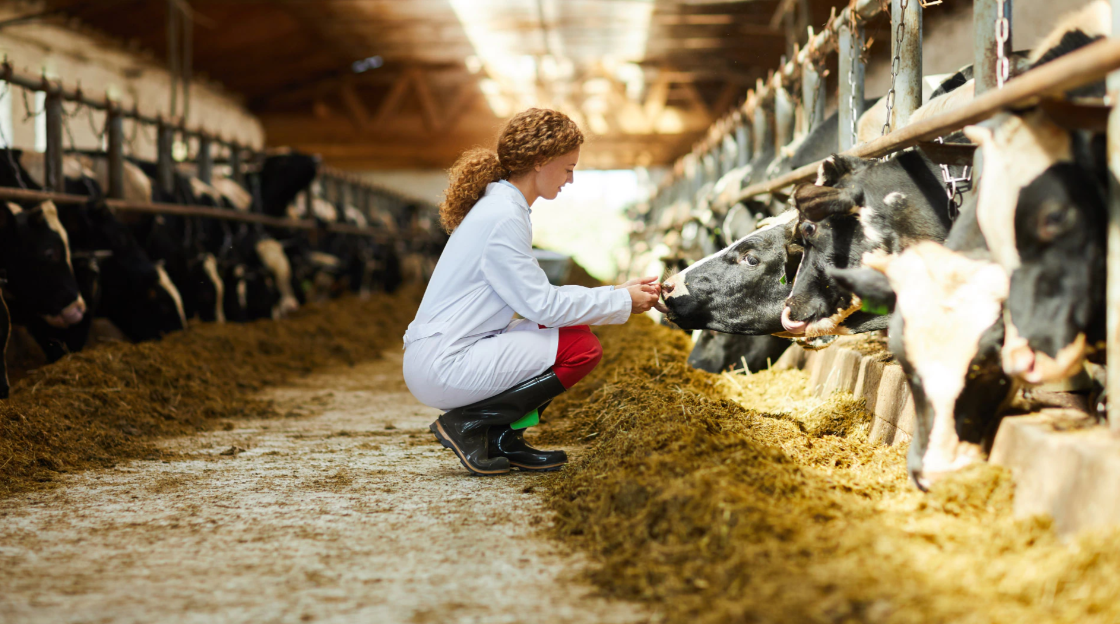 La ganadería tecnificada busca maximizar la productividad, eficiencia y bienestar animal mediante el uso de tecnología y prácticas avanzadas. Estas técnicas permiten mejorar la genética del ganado, optimizar la alimentación y el manejo sanitario, monitorear y registrar información relevante, y utilizar herramientas digitales para una gestión más eficiente.  #mvz #veterinaria #vacunacion #ganado #bovinos #procinos #ovinos #borregos #peces #vacunaciondebovinos #vacunaciondeporcinos #vacunaciondepeces #vacunaciondeovinos #vacunaciondeborregos #hierroencerdos #jeringavacunadora #jeringaautomatica #jeringadosificadora #jeringareusable #jeringaajustable #jeringadesechable #vacunadordeganado #lineaveterinaria #pablocasas #veterinario #clinicaveterinaria #hospitalveterinario #salud #saludanimal #inocuidadalimentaria