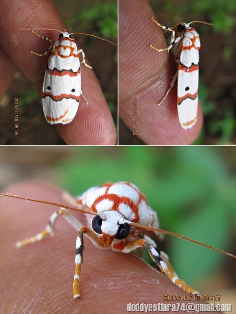 3 tahun kemudian, pada Januari 2013, di kamar mandi yang sama, aku menemukan lagi seekor ngengat dari genus yang sama dari yang sebelumnya, yaitu Cyana perornata.  