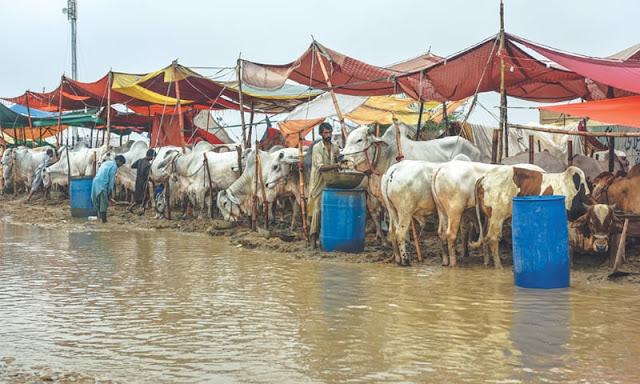 Problems for Sindh's cattle traders battle rain, floodwater