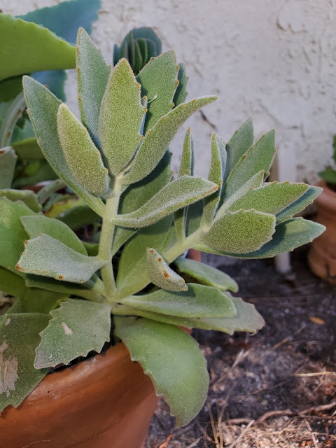 Kalanchoe plant in clay pot