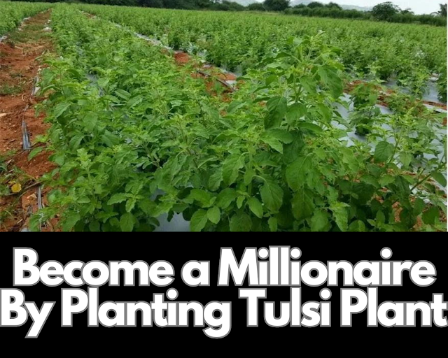 Become a Millionaire By Planting Tulsi Plant To Start a Business With Just 15 Thousand