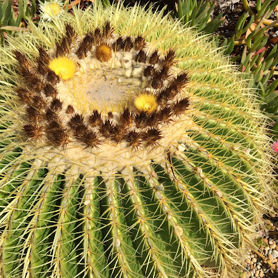 Cactus, Rodalquilar