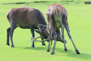 Playful Rutting by the Stags at Lochranza