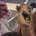 Το βίντεο που θα βλέπεις ξανά και ξανά: Καμήλες, που ξεκαρδίζονται στα γέλια... [video]
