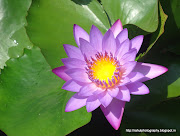 Lotus Flower (dsc )