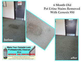 Remove Pet Urine From carpet