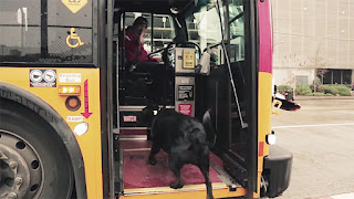 Todos los días, esta perra viaja sola en el autobús para ir al parque