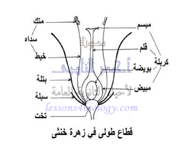 تركيب الزهرة - الكأس - التويج - الطلع - المتاع