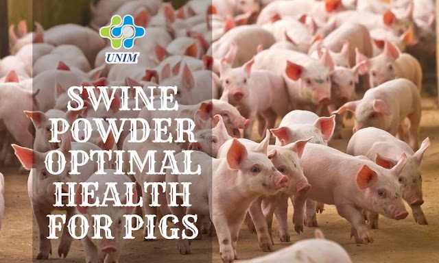 Swine Powder: Optimal Health for Pigs